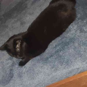 Meet your Posher, Da kang